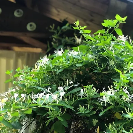 Vecchia Stazione Mountain Elegance 3* روانا